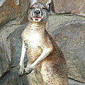 Kangaroo or Wallaby