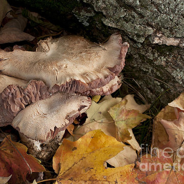 Lichen Fungi Fungus Mushrooms