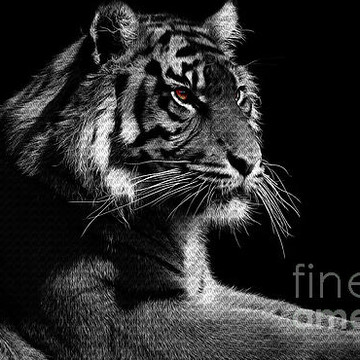 Lion & Tigers 