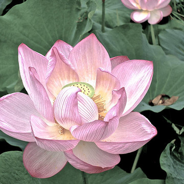 Lotus On My Mind