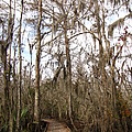 Louisiana Wetlands