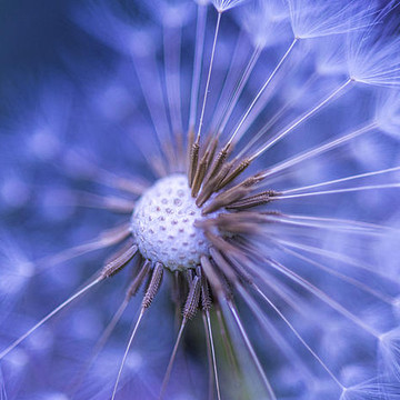 Macro Photography of Maine Greeting Cards and Wall Art