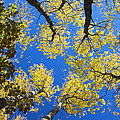 Maine Tree Photos
