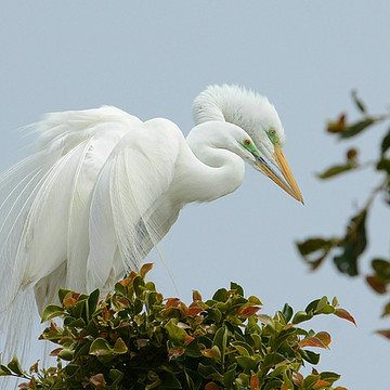 Malibu Nesting Egrets
