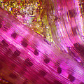 Microscope - Colorful Veg