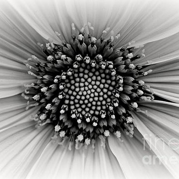 Monochrome Flowers by Clare Bevan Photography
