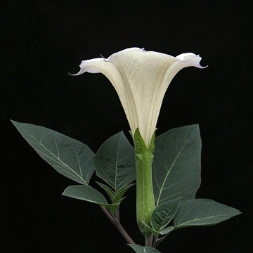 Moon Flower Collection