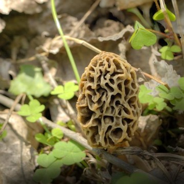 Morels and other Mushrooms