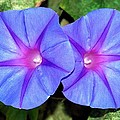 Morning Glory and Ipomoea