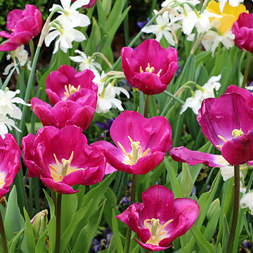 Morning Stillness - Spring Tulips