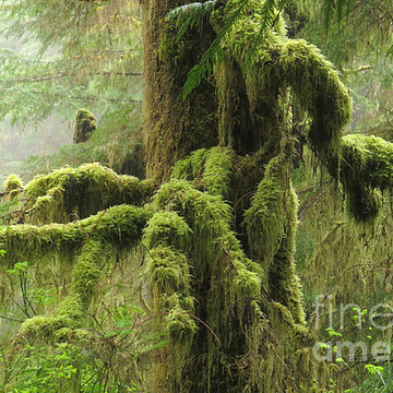 Mosses  Lichens and Ferns
