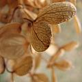 Mundane World - Soft Dry Petals 