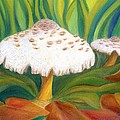 Mushroom Gallery