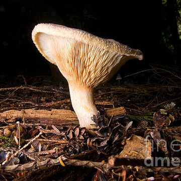 Mushroom Photos Taken In The Pacific Northwest
