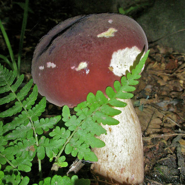 Mushrooms and Kinfolk