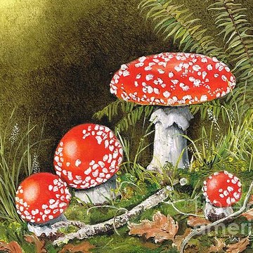 Mushrooms and still lifes