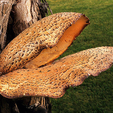 Mushrooms  Fungi