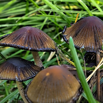mushrooms By Leif Sohlman