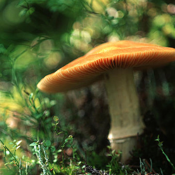 Mushrooms Of The Canadian Rockies