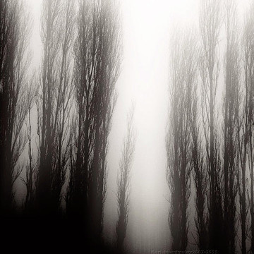 Nebelbilder - Fog Images
