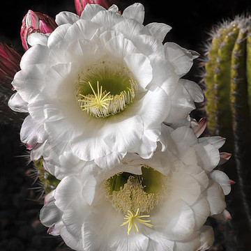 Night Blooming Cacti