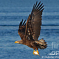 NW Florida Immature American Bald Eagle Fish Catching Series Nov 30 2013