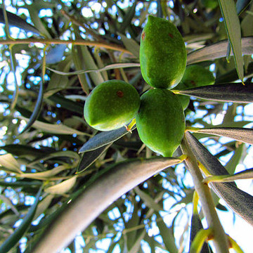 OLIVES and palms