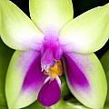 Orchid Flowers III