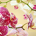 ORCHID Flowers Orchids Floral