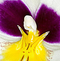 Orchid Flowers VIII