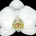 Orchid Flowers XI