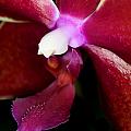 Orchid Flowers XIII
