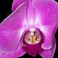 Orchid Flowers XV