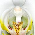 Orchid Flowers XVI