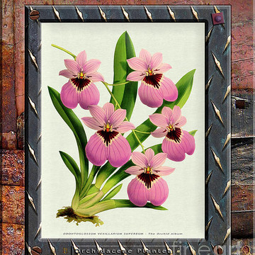 Orchid Framed Weathered Plank Rusty Metal Part 2