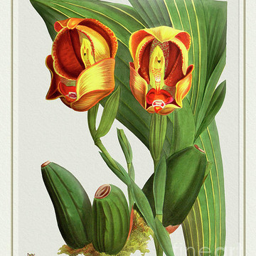 Orchid Vintage Print on Colored Paperboard Part 1