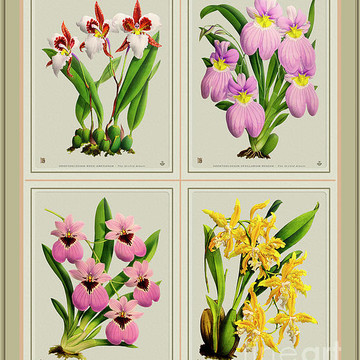 Orchids Quatro Collage