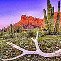 Organ Pipe Cactus National Monument Arizona