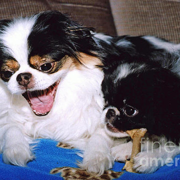 Our Japanese Chin Dogs