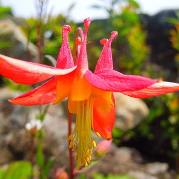 Pacific Northwest Wildflowers