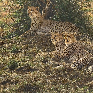 Paintings of Big Cats by Alan M Hunt