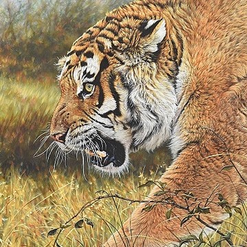 Paintings of Tigers