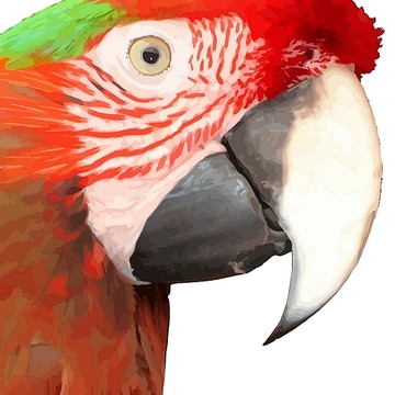 Parrots and Macaws