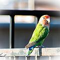 Peach Faced Love Bird Parrots