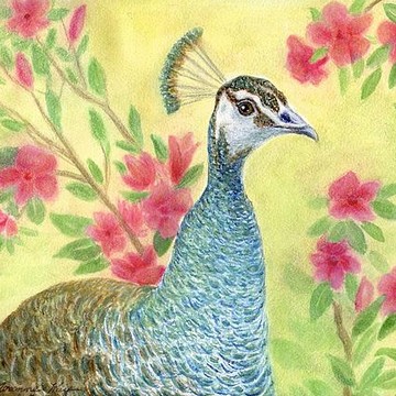 Peacock Gallery