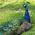 Peacocks and Pheasants