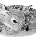 Pets and Wildlife Pencil and Charcoal Drawings