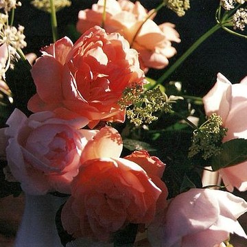Photographs - Flowers