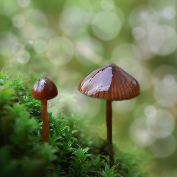 Photography - Mushrooms