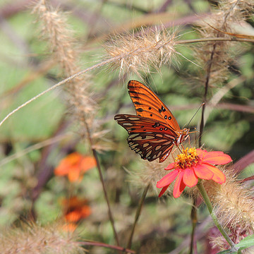 Photography -Butterflies Birds and Blooms